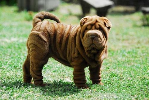 Khám Phá Chó Sa Bì u2013 Chó Shar Pei