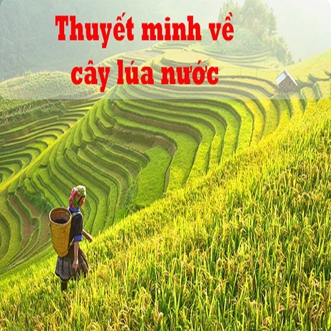 Thuyết minh về cây lúa nước