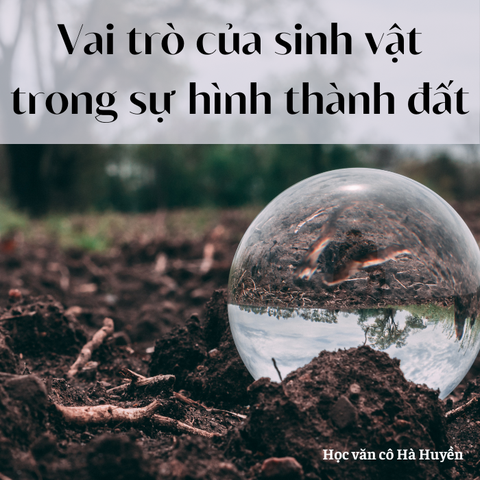 Vai trò của sinh vật trong sự hình thành đất