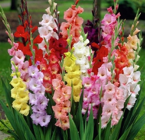 Màu sắc đa dạng của những cành hoa lay ơn