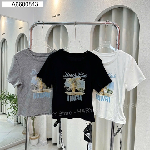 ÁO THUN CÂY DỪA 66 843