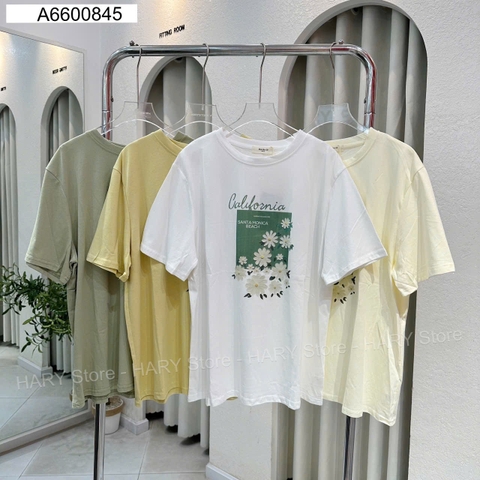 ÁO THUN HOA CÚC SANTA 66 845