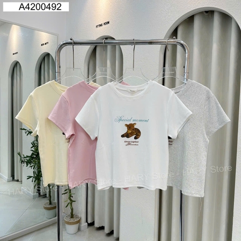 ÁO THUN GẤU 11123