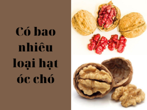 Có bao nhiêu loại hạt óc chó phổ biến nhất hiện nay