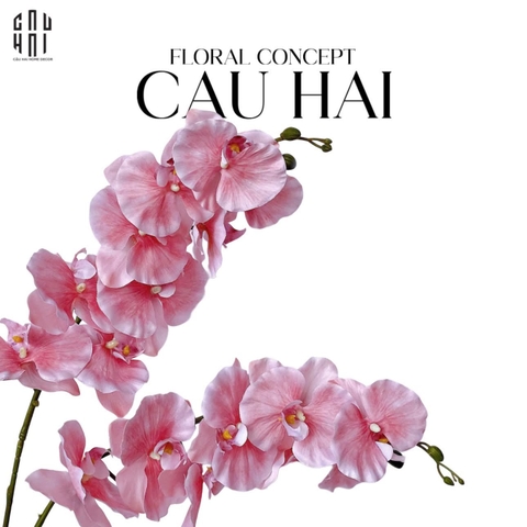 SET 2 CÀNH LAN HỒ ĐIỆP CÁNH XOĂN - HỒNG