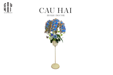 CHẬU HOA LAN ORCHID - SAPPHIRE BLOOM