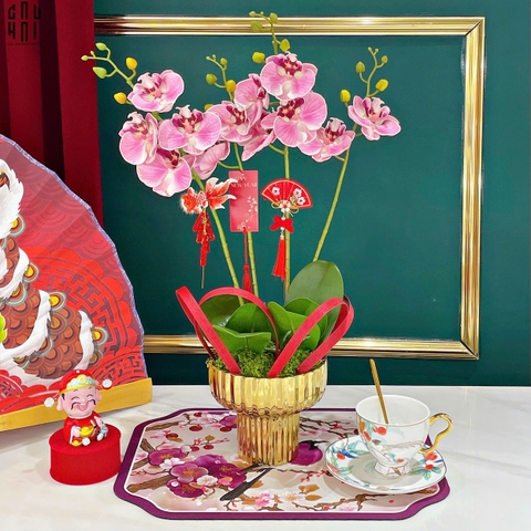 CHẬU HOA LAN HỒ ĐIỆP - PHẤN SẮC