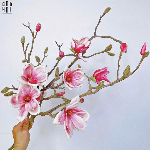 CÀNH NGỌC LAN MAGNOLIA