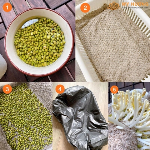 Cách Ủ Giá Bằng Khăn Sạch, Nhanh, An Toàn - 5 Bước