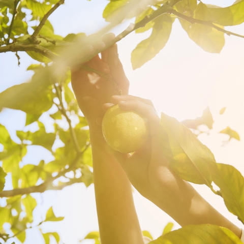 Maison Margiela PFM Replica Under The Lemon Trees