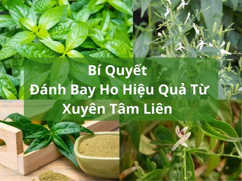 Xuyên Tâm Liên Chữa Ho: Bí Quyết Đánh Bay Ho Hiệu Quả Từ Y Học Cổ Truyền