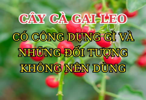 Cây Cà Gai Leo Có Công Dụng Gì Và Những Đối Tượng Không Nên Dùng?