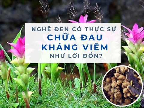 Nghệ Đen Có Thực Sự Chữa Đau Và Kháng Viêm Như Lời Đồn?