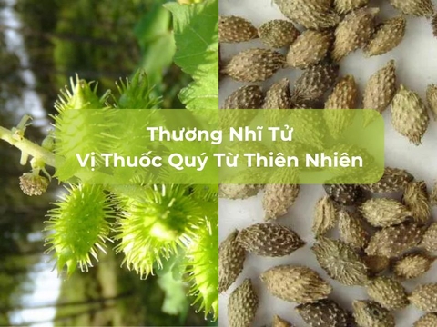 Thương Nhĩ Tử Vị Thuốc Quý Từ Thiên Nhiên