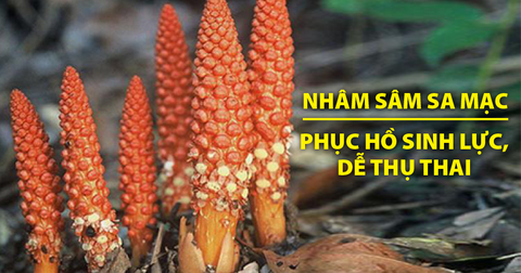 Nhục Thung Dung – “nhân sâm sa mạc”  giúp phụ nữ phục hồi sinh lực, dễ thụ thai