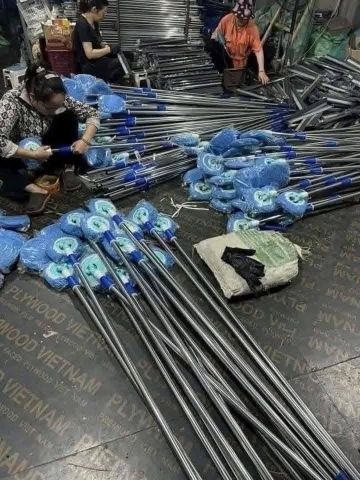 Cây lau tường TT mới bông xanh