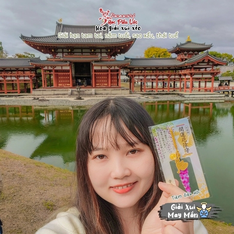 May Mắn - Hoa Tử Đằng - Phoenix