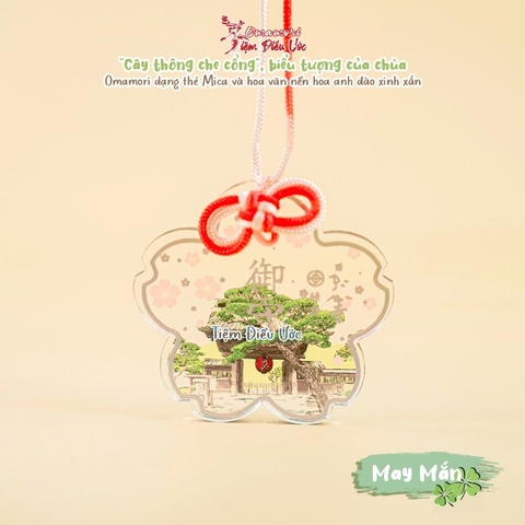 May Mắn - Hoa Anh Đào Hase