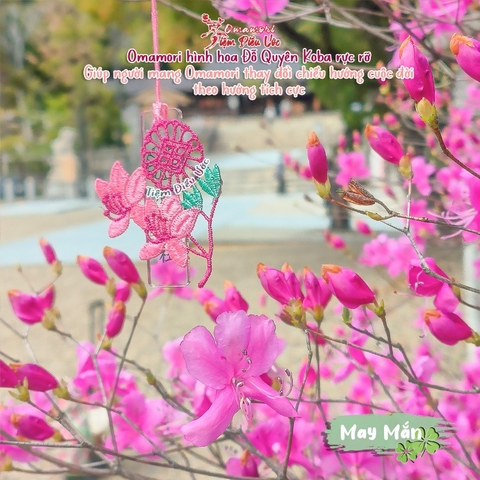May Mắn - Hoa Đỗ Quyên