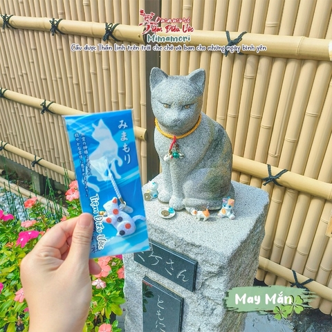 May Mắn - Suginami - Mèo