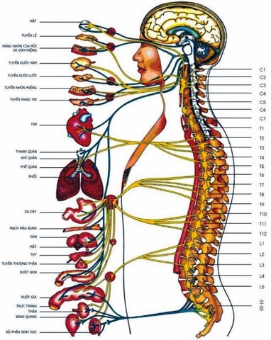 Đau dây thần kinh hông to (Thần kinh tọa)