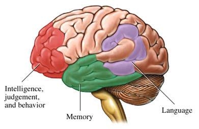 Đáng sợ kiểu ăn khiến não bị co lại mà nhiều người mắc phải