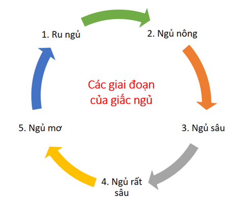 Chu kỳ giấc ngủ tự nhiên giúp bạn ngủ ngon, ngủ sâu