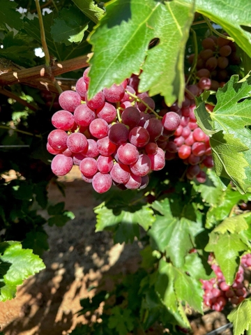 Nho đỏ Carlita Úc