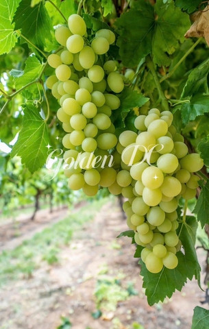 Nho xanh Sweet Globe Úc