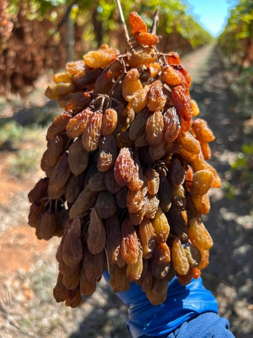 Nho khô nguyên cành  Australia