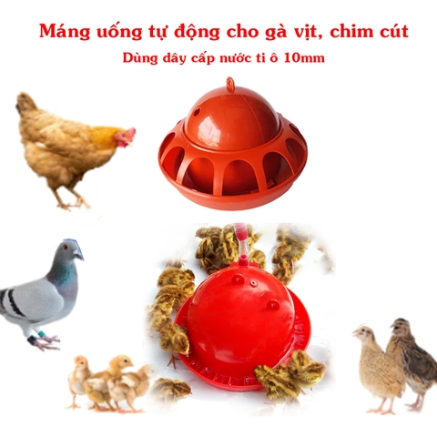 MÁNG UỐNG TỰ ĐỘNG CHO GÀ VỊT CON