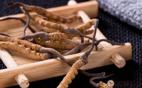 CÁCH CHẾ BIẾN ĐÔNG TRÙNG HẠ THẢO TỐT NHẤT