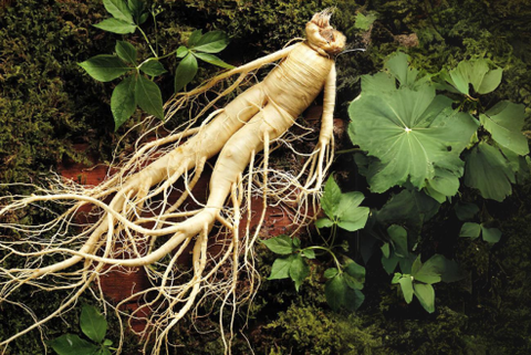 CÔNG DỤNG TUYỆT VỜI CỦA NHÂN SÂM HÀN QUỐC