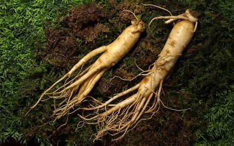 TÁC DỤNG BẤT NGỜ CỦA HỒNG SÂM ĐỐI VỚI PHỤ NỮ MÀ CHÚNG TA CHƯA BIẾT