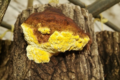 NHỮNG ĐIỀU CẦN BIẾT VỀ NẤM THƯỢNG HOÀNG HÀN QUỐC