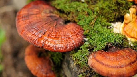 CÔNG DỤNG VÀ CÁCH DÙNG CỦA CAO LINH CHI HÀN QUỐC