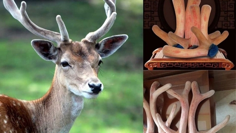 CÔNG DỤNG TUYỆT VỜI CỦA GẠC NHUNG HƯƠU VỚI SỨC KHỎE