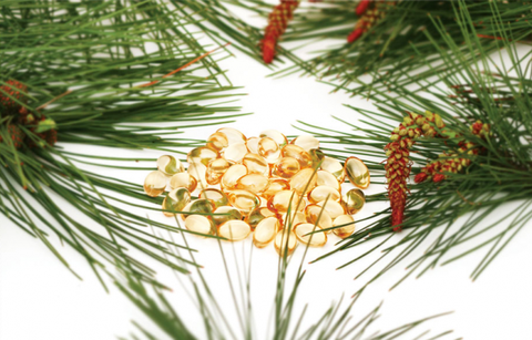 TINH DẦU THÔNG ĐỎ HÀN QUỐC - KHẮC TINH CỦA MỠ MÁU