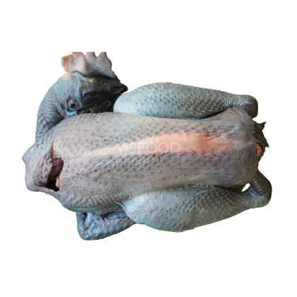 GÀ ÁC