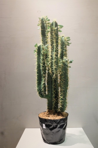 Xương rồng Euphorbia nhân tạo size L