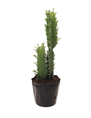 Xương rồng Euphorbia nhân tạo size S