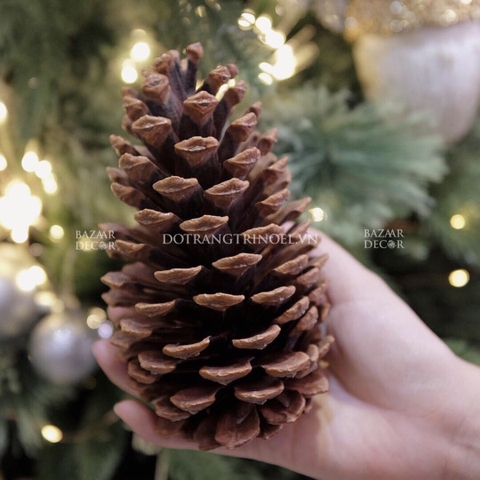 Quả thông Mỹ nhập khẩu size đại 13-16cm
