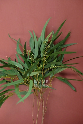 Bó lá bạch đàn sấy khô màu xanh lá 70cm - 60gr