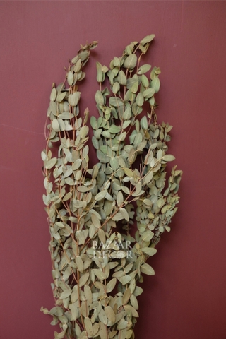 Bó lá khuynh diệp sấy khô 65cm (lá nhỏ) - 60gr