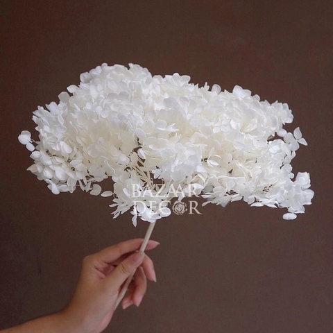 Cành hoa tú cầu sấy khô nguyên cành 65cm - Trắng kem