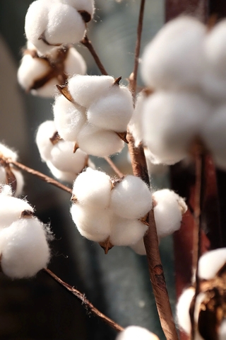 Cành bông gòn khô 75cm 18 bông cotton