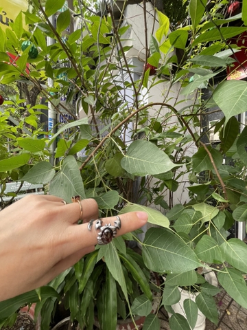 Nhẫn Bò Cạp Trừ Thị Phi siez 7,8,9,10!