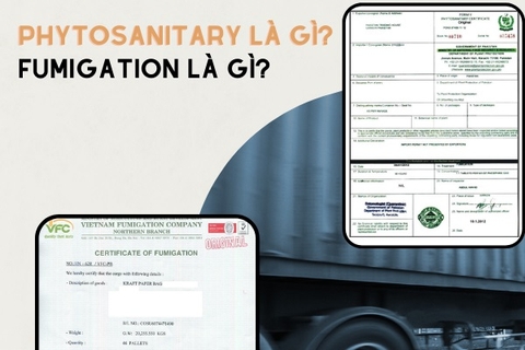 Khái niệm fumigation và phytosanitary là gì? Khái niệm fumigation và phytosanitary là gì?