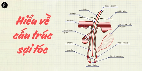 CẤU TẠO VÀ SINH LÝ TÓC