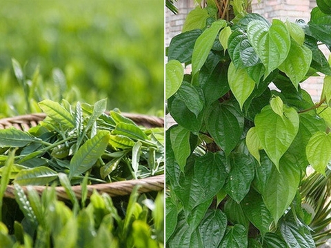 LÝ DO VÌ SAO CHỊ EM PHỤ NỮ NÊN SỬ DỤNG DUNG DỊCH VỆ SINH PHỤ NỮ CÓ NGUỒN GỐC THẢO DƯỢC